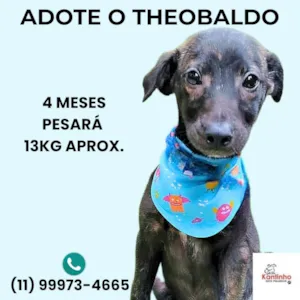 Cachorro ra a SRD-ViraLata idade 2 a 6 meses nome Theobaldo 