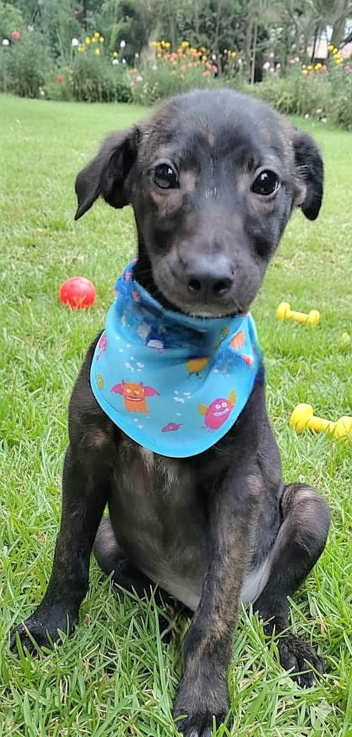 Cachorro ra a SRD-ViraLata idade 2 a 6 meses nome Theobaldo 