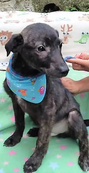 Cachorro ra a SRD-ViraLata idade 2 a 6 meses nome Theobaldo 