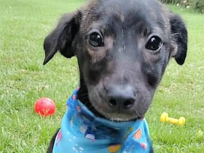 Cachorro ra a SRD-ViraLata idade 2 a 6 meses nome Theobaldo 