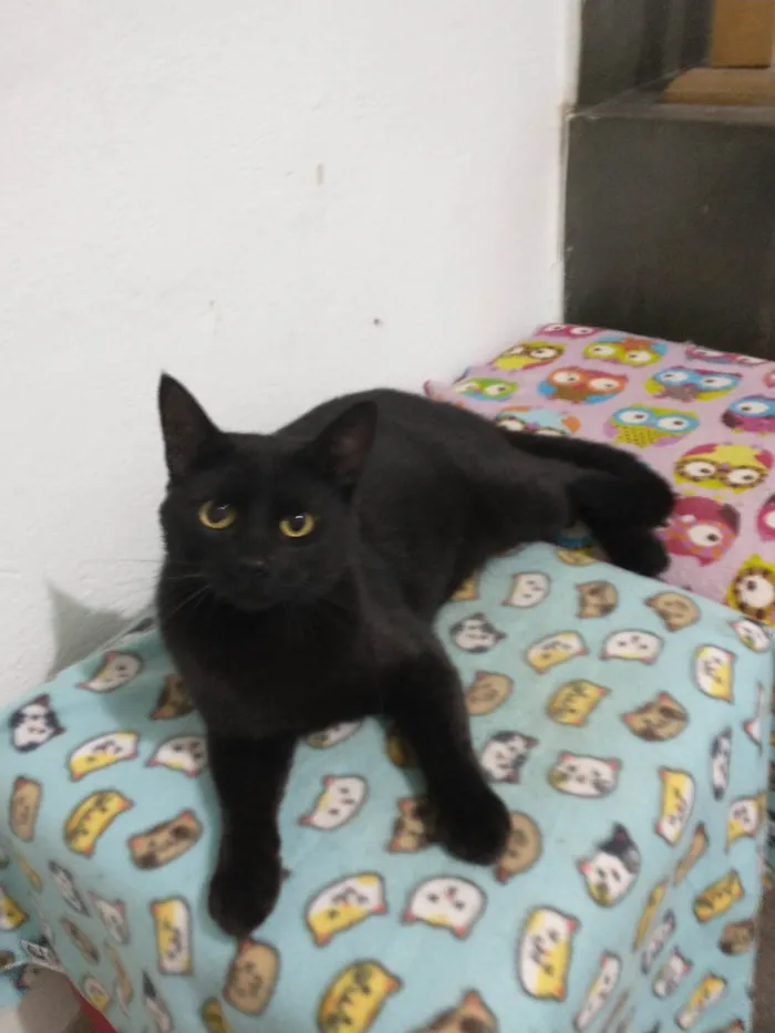 Gato raça SRD-ViraLata idade 7 a 11 meses nome Cold