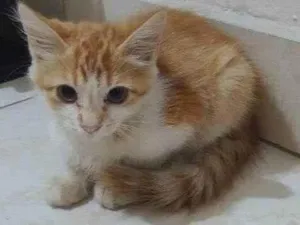 Gato raça SRD-ViraLata idade 2 a 6 meses nome Sem nome ainda 