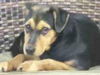 Cachorro raça SRD-ViraLata idade 1 ano nome Lola