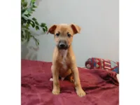 Cachorro ra a SRD-ViraLata idade 2 a 6 meses nome Benicio 