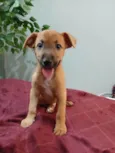 Cachorro ra a SRD-ViraLata idade 2 a 6 meses nome Benicio 