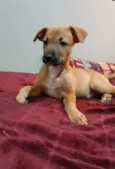 Cachorro ra a SRD-ViraLata idade 2 a 6 meses nome Benicio 