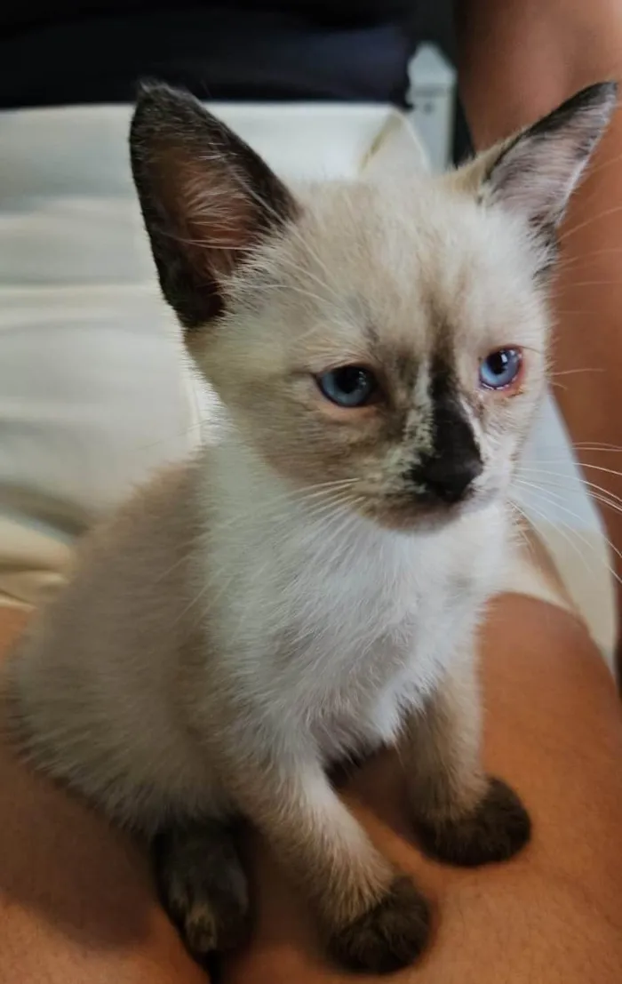 Gato ra a SRD-ViraLata idade Abaixo de 2 meses nome Atos (Filhote)
