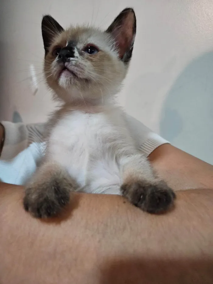 Gato ra a SRD-ViraLata idade Abaixo de 2 meses nome Atos (Filhote)