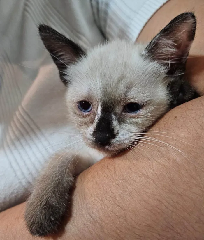 Gato ra a SRD-ViraLata idade Abaixo de 2 meses nome Atos (Filhote)