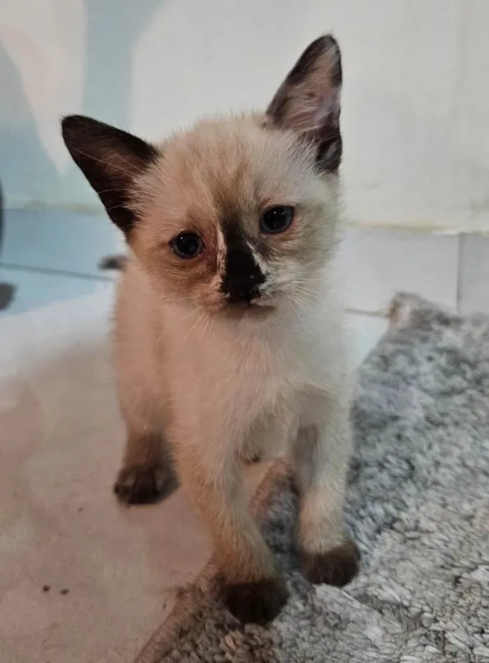 Gato ra a SRD-ViraLata idade Abaixo de 2 meses nome Atos (Filhote)