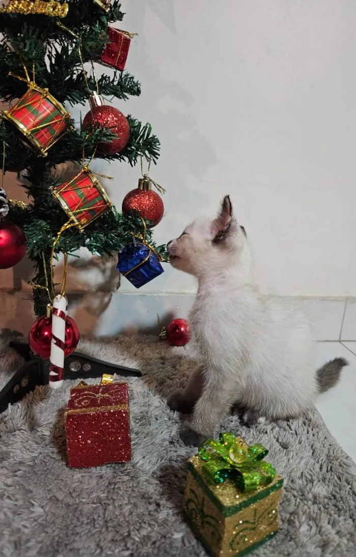 Gato ra a SRD-ViraLata idade Abaixo de 2 meses nome Atos (Filhote)