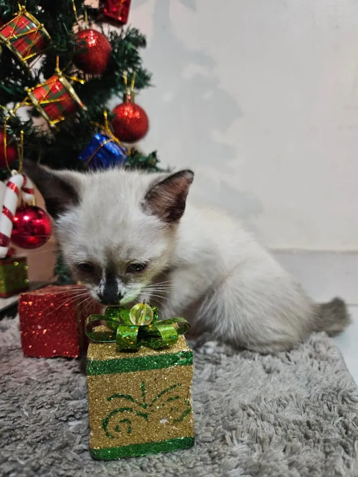 Gato ra a SRD-ViraLata idade Abaixo de 2 meses nome Atos (Filhote)