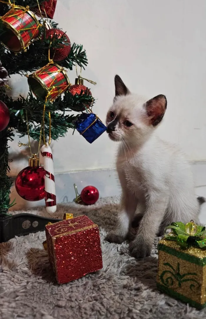 Gato ra a SRD-ViraLata idade Abaixo de 2 meses nome Atos (Filhote)