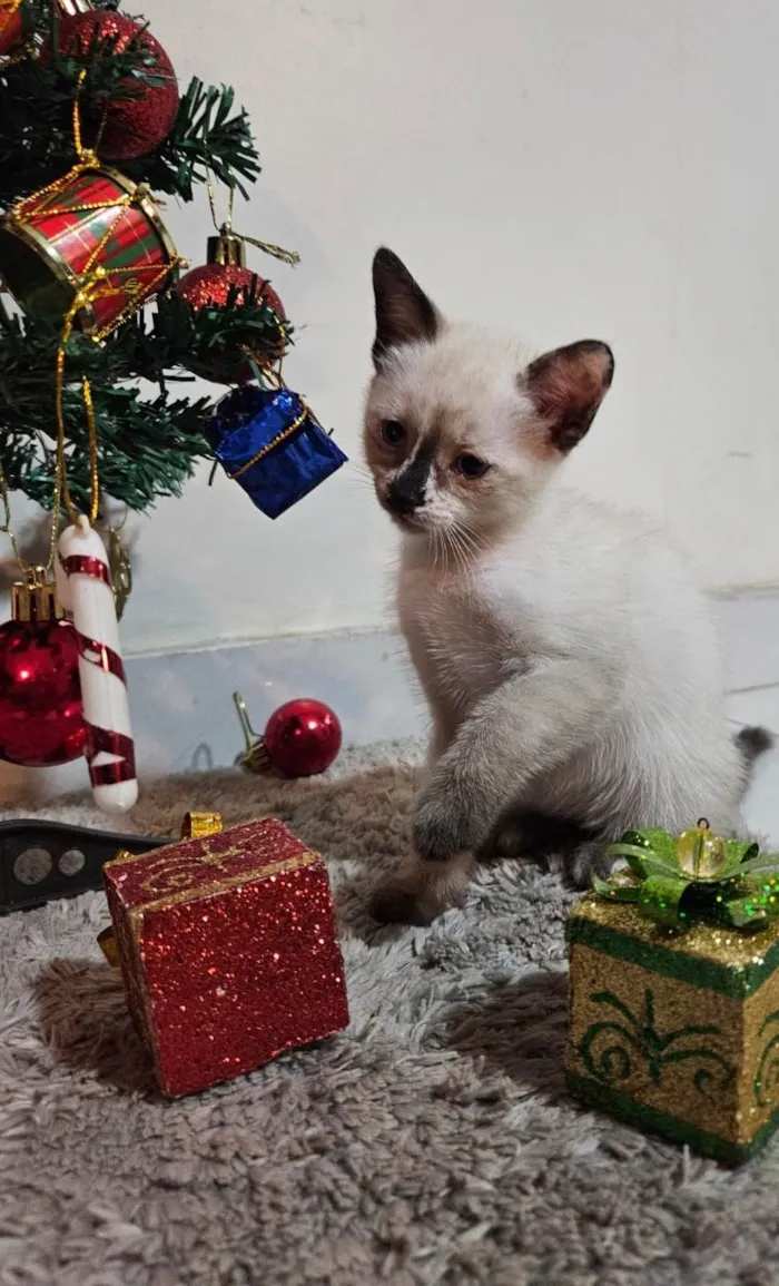 Gato ra a SRD-ViraLata idade Abaixo de 2 meses nome Atos (Filhote)