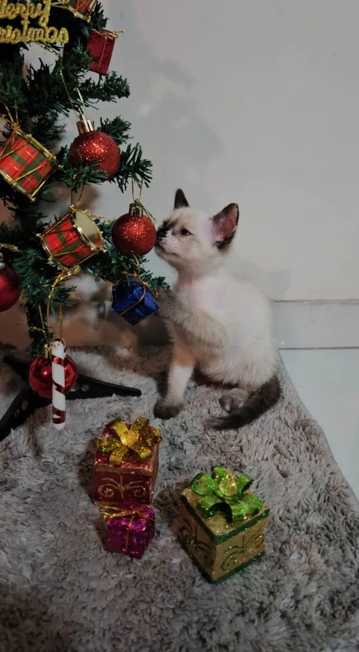 Gato ra a SRD-ViraLata idade Abaixo de 2 meses nome Atos (Filhote)