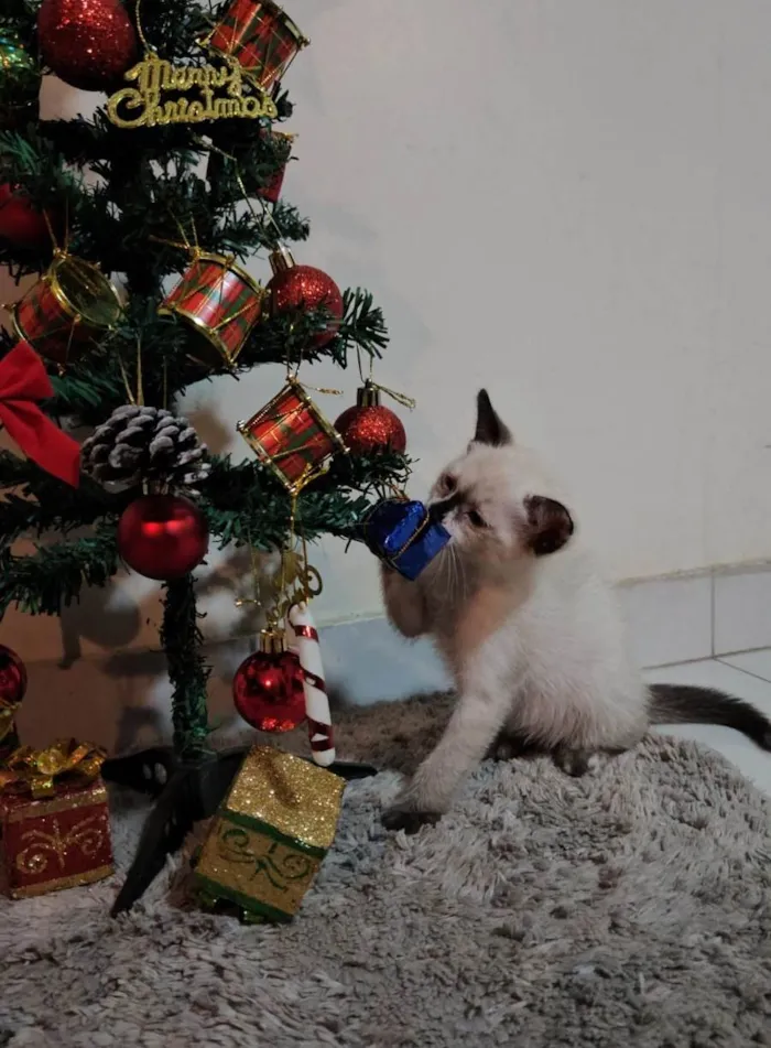 Gato ra a SRD-ViraLata idade Abaixo de 2 meses nome Atos (Filhote)