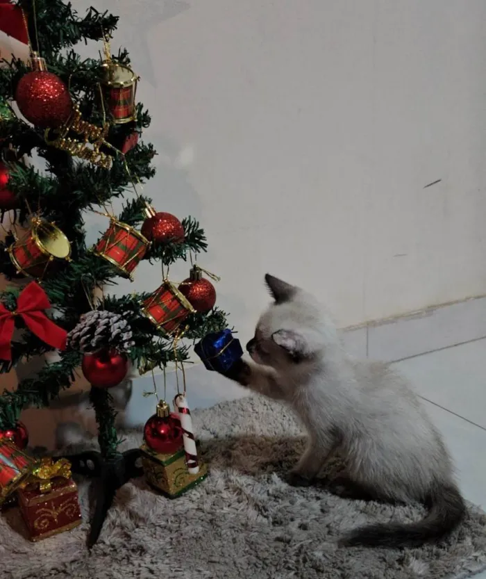 Gato ra a SRD-ViraLata idade Abaixo de 2 meses nome Atos (Filhote)