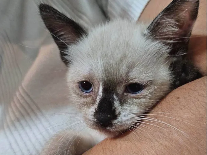 Gato raça SRD-ViraLata idade Abaixo de 2 meses nome Atos (Filhote)