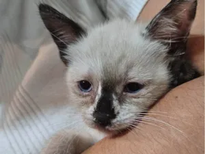 Gato ra a SRD-ViraLata idade Abaixo de 2 meses nome Atos (Filhote)