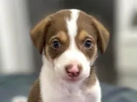 Cachorro raça SRD-ViraLata idade 2 a 6 meses nome Snoopy