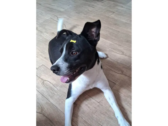 Cachorro ra a SRD-ViraLata idade 2 anos nome Lucky