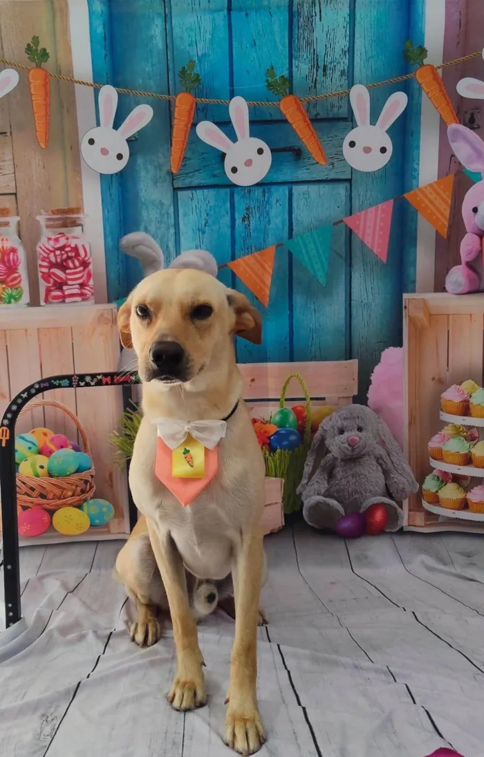 Cachorro ra a SRD-ViraLata idade 2 anos nome Jack