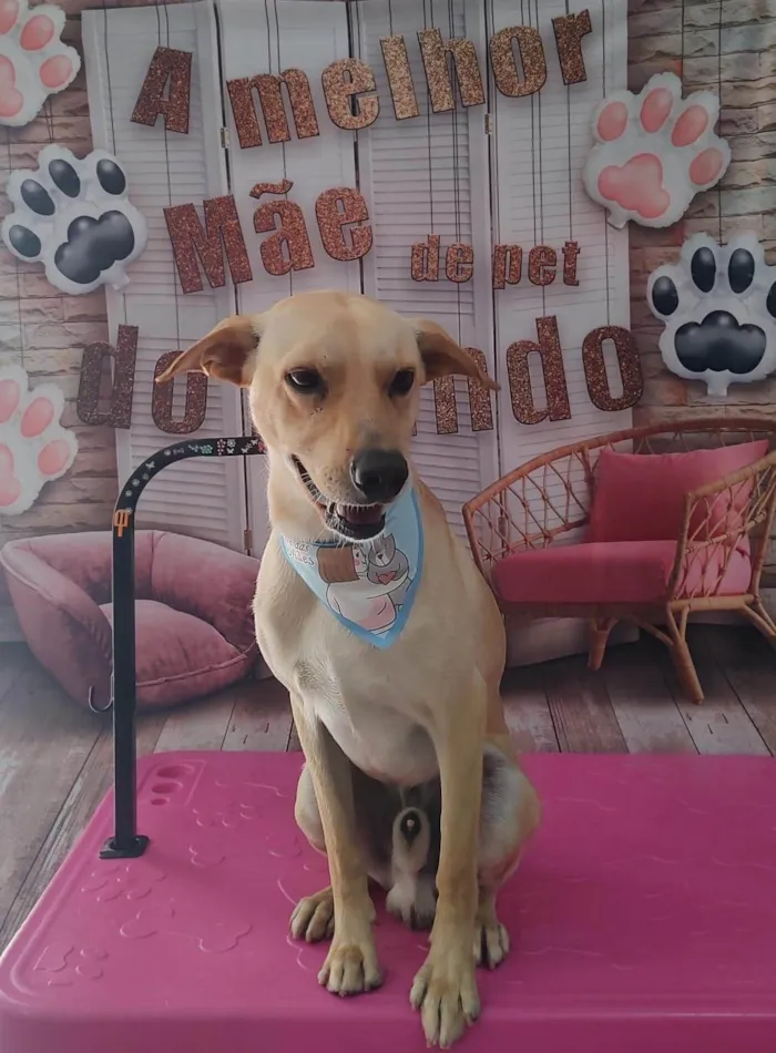 Cachorro ra a SRD-ViraLata idade 2 anos nome Jack