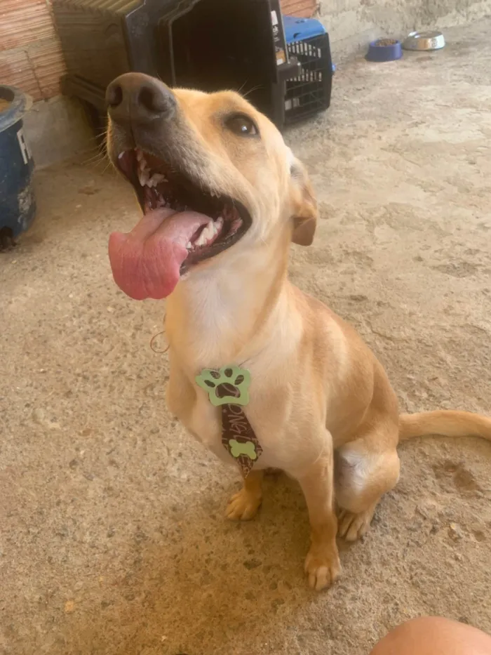 Cachorro ra a SRD-ViraLata idade 2 anos nome Jack