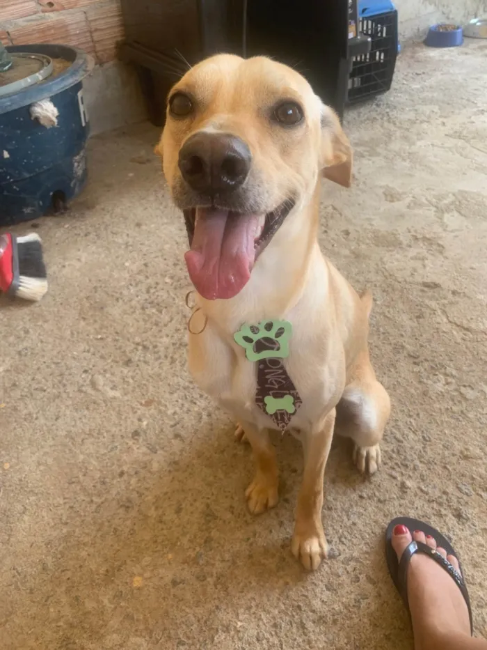 Cachorro ra a SRD-ViraLata idade 2 anos nome Jack