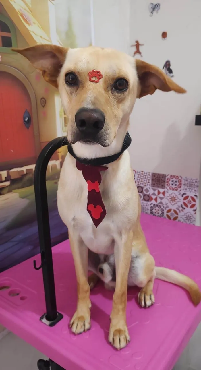 Cachorro ra a SRD-ViraLata idade 2 anos nome Jack