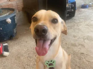 Cachorro raça SRD-ViraLata idade 2 anos nome Jack