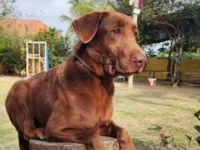 Cachorro raça Labrador idade 4 anos nome Capuccino 