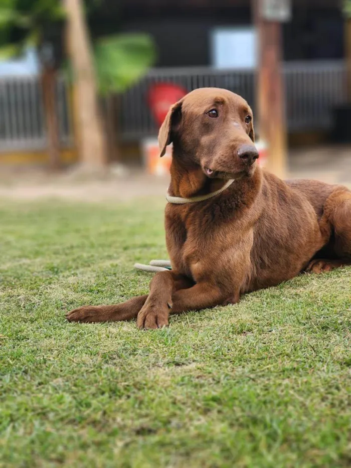 Cachorro ra a Labrador idade 4 anos nome Capuccino 
