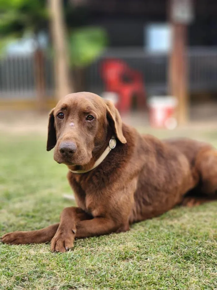 Cachorro ra a Labrador idade 4 anos nome Capuccino 