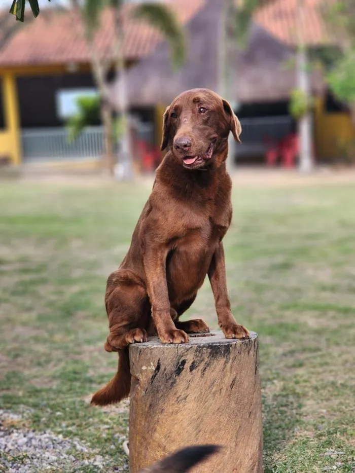 Cachorro ra a Labrador idade 4 anos nome Capuccino 