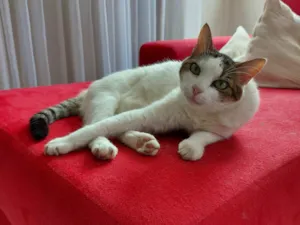 Gato raça SRD-ViraLata idade 6 ou mais anos nome MEL