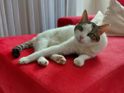 Gato raça SRD-ViraLata idade 6 ou mais anos nome MEL