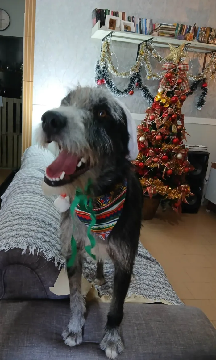 Cachorro ra a SRD-ViraLata idade 1 ano nome Juca