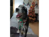 Cachorro raça SRD-ViraLata idade 1 ano nome Juca