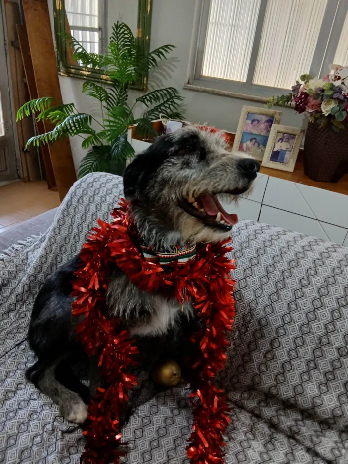 Cachorro ra a SRD-ViraLata idade 1 ano nome Juca