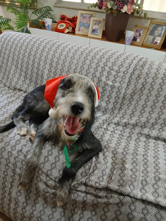 Cachorro ra a SRD-ViraLata idade 1 ano nome Juca