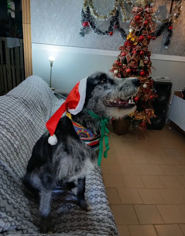 Cachorro ra a SRD-ViraLata idade 1 ano nome Juca