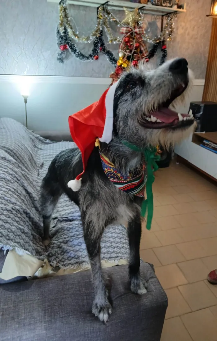 Cachorro ra a SRD-ViraLata idade 1 ano nome Juca