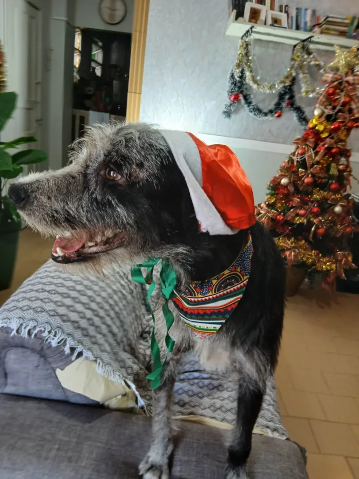 Cachorro ra a SRD-ViraLata idade 1 ano nome Juca