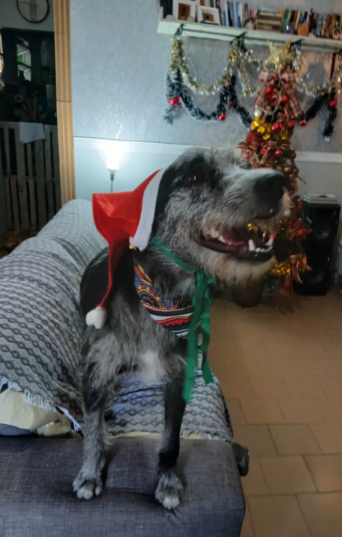 Cachorro ra a SRD-ViraLata idade 1 ano nome Juca