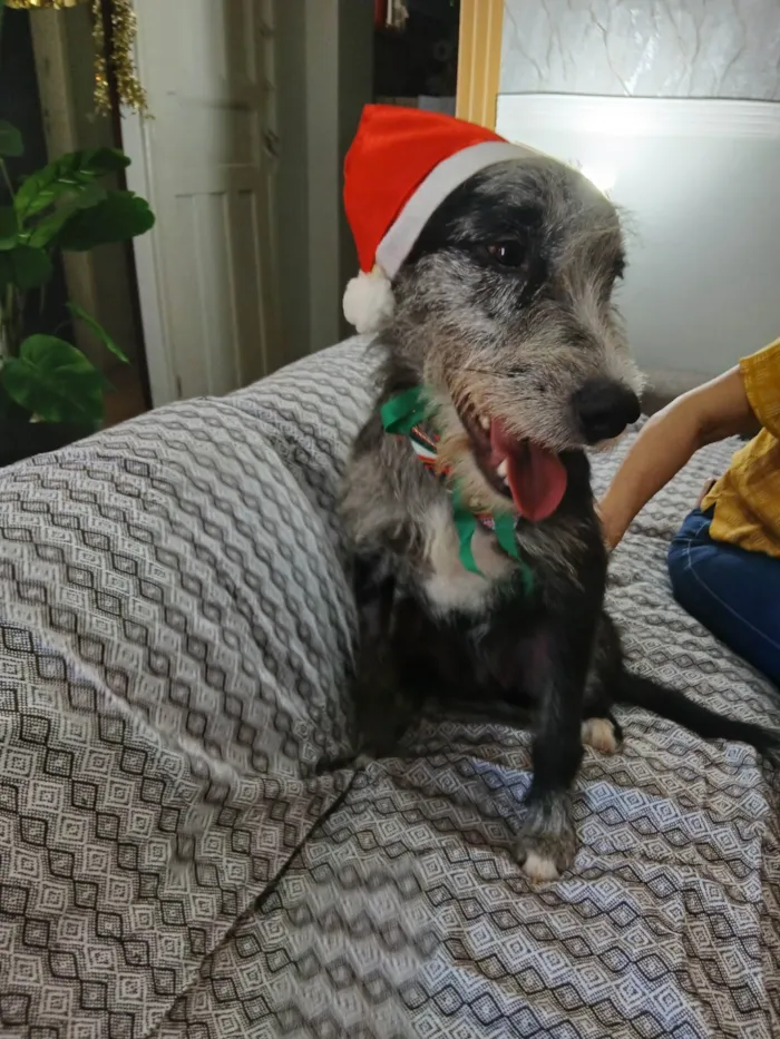 Cachorro ra a SRD-ViraLata idade 1 ano nome Juca