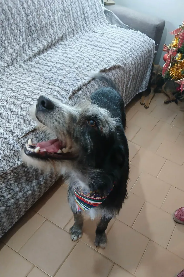 Cachorro ra a SRD-ViraLata idade 1 ano nome Juca