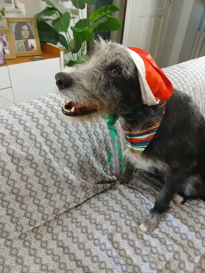 Cachorro ra a SRD-ViraLata idade 1 ano nome Juca