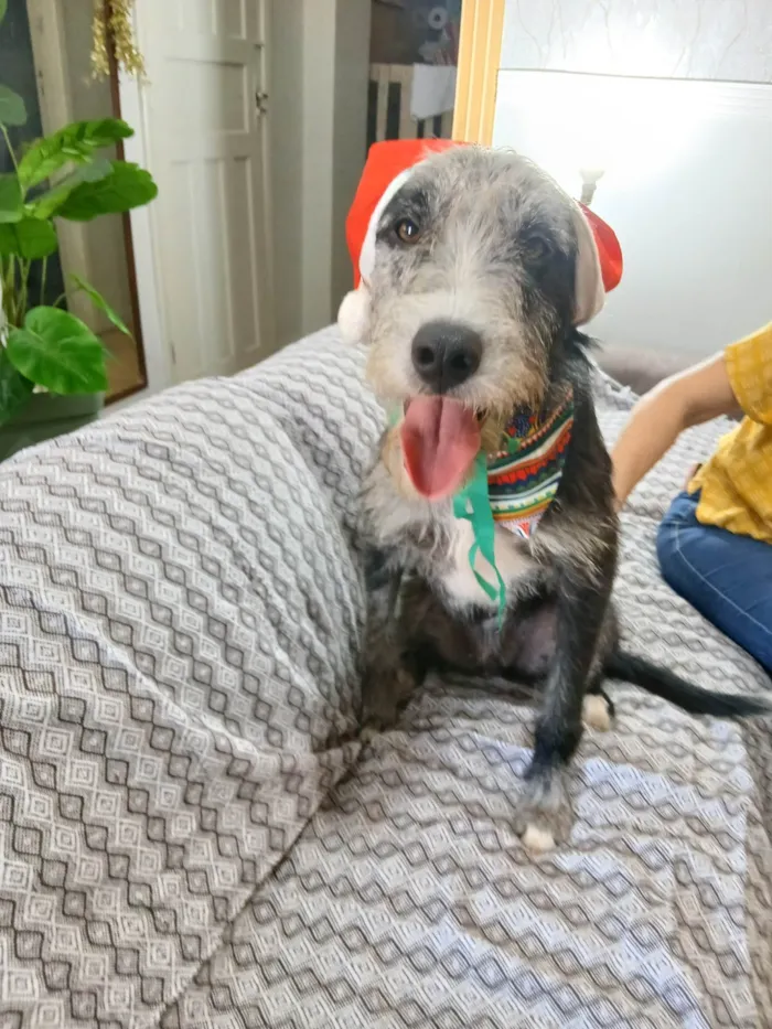 Cachorro ra a SRD-ViraLata idade 1 ano nome Juca