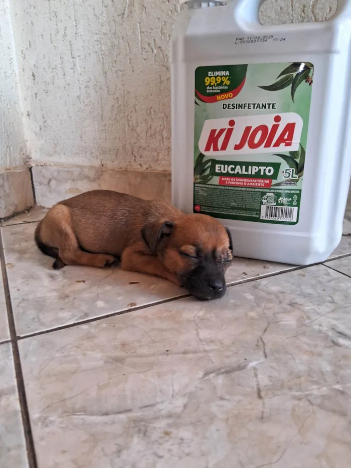 Cachorro ra a SRD-ViraLata idade 2 a 6 meses nome Dois irmãozinhos